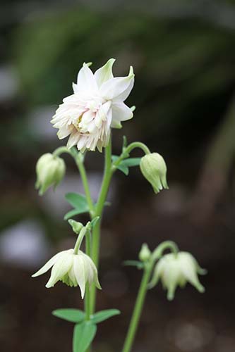 西洋オダマキ Aquilegiaの園芸品種 の育て方 クロバナオダマキ アクイレギア クレマチフローラ 山野草を育てる