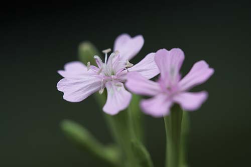 シレネ ペンデュラ Silene Pendula シレネ アルメリア Silene Ameria の育て方 山野草を育てる