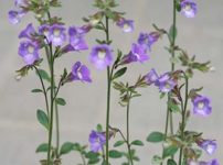 カエノリヌム・オリガニフォリウム‘サマースカイズ’