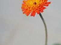 コウリンタンポポ