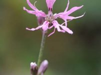 カッコウセノウ