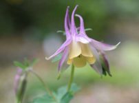 ダイセンオダマキ