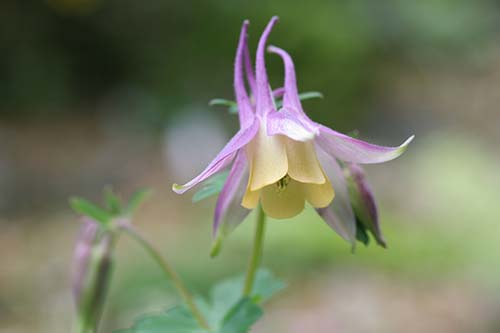 ダイセンオダマキの育て方 山野草を育てる