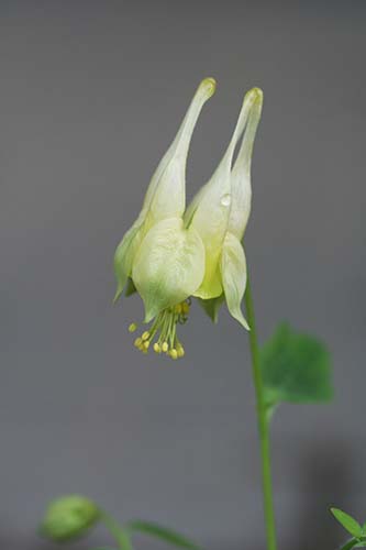 カナダオダマキ コルベット Aquilegia Canadensis Corbett の育て方 山野草を育てる