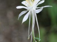 アクイレギア・スコプロラム