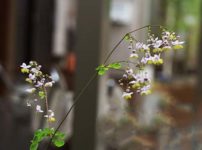 シキンカラマツ