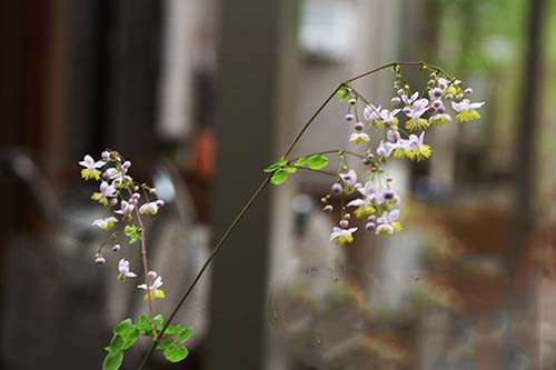 シキンカラマツ