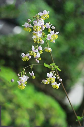 シキンカラマツ 紫錦唐松 の育て方 ミヤマカラマツとコカラマツの特徴 山野草を育てる