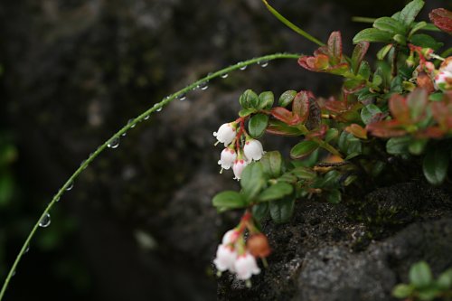 コケモモ 苔桃 の育て方 仲間のクロマメノキとヒメクロマメノキの特徴 山野草を育てる