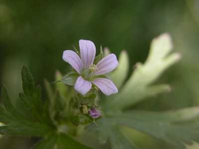 アケボノフウロ ゲラニウム オリエンタリチベチカムの育て方 帰化植物のアメリカフウロの特徴 山野草を育てる