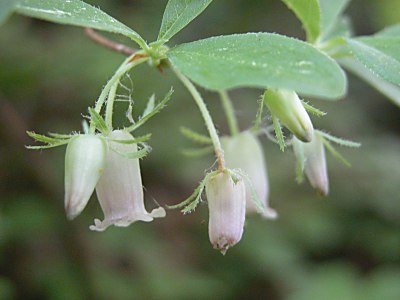 ガクウラジロヨウラク 萼裏白瓔珞 とウラジロヨウラク 裏白瓔珞 の比較と育て方 山野草を育てる