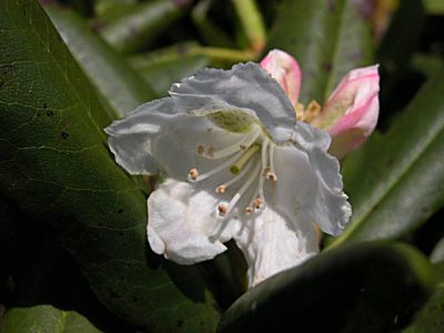 ハクサンシャクナゲ 白山石楠花 の育て方 山野草を育てる