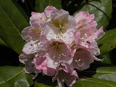 ハクサンシャクナゲ（白山石楠花）