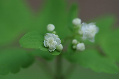 ミヤマカラマツ（深山唐松）