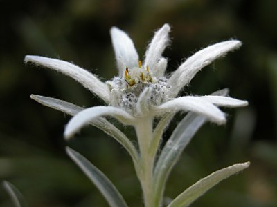 ハヤチネウスユキソウ(早池峰薄雪草)