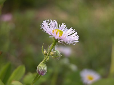 ハルジオン（春紫菀）