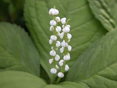 フタリシズカ 二人静 の育て方 山野草を育てる