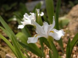 イリス・クリスタータ（Iris cristata）