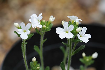 イワカラクサ（Erinus alpinus）