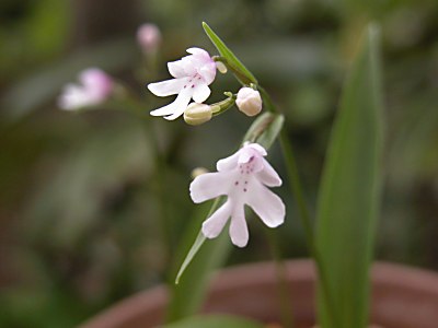 イワチドリ(岩千鳥)