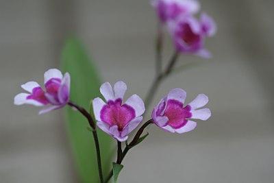 イワチドリ(岩千鳥)