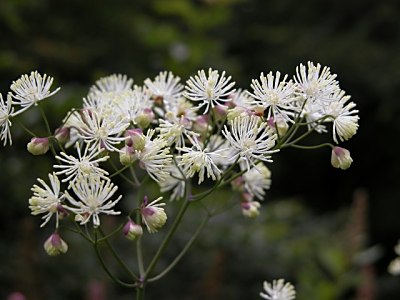 カラマツソウ（唐松草）