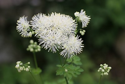 カラマツソウ(唐松草)