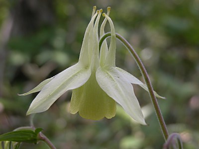 キバナノヤマオダマキ（黄花の山苧環）