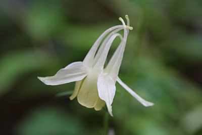 キバナノヤマオダマキ(黄花の山苧環)