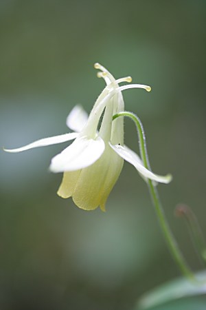 キバナノヤマオダマキ（黄花の山苧環）