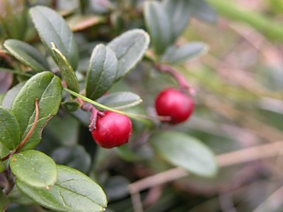 コケモモ 苔桃 の育て方 仲間のクロマメノキとヒメクロマメノキの特徴 山野草を育てる