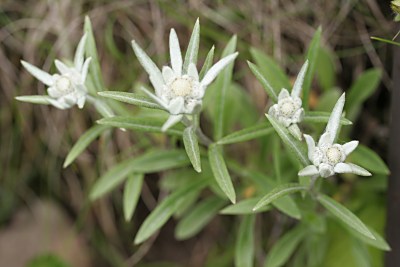 レブンウスユキソウ 礼文薄雪草 の育て方と礼文島のレブンウスユキソウ 山野草を育てる