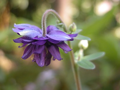 Aquilegia cv. ‘Blue Barlow’