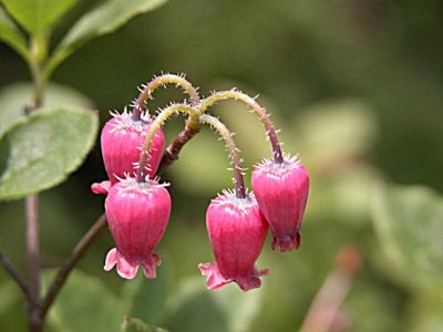 ガクウラジロヨウラク 萼裏白瓔珞 とウラジロヨウラク 裏白瓔珞 の比較と育て方 山野草を育てる