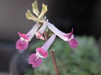 ジロボウエンゴサク