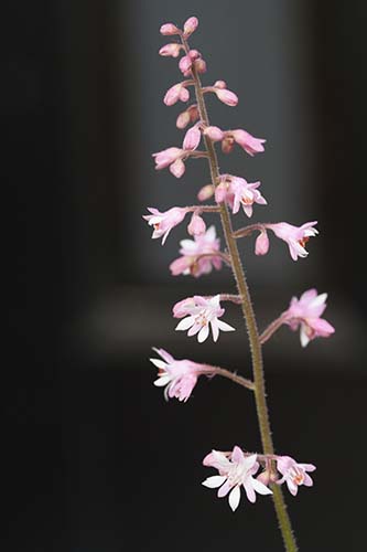 ヒューケレラ（Heucherella）