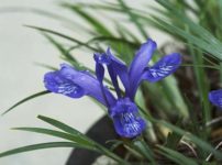 チベットコアヤメ