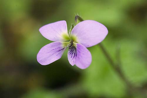 ヤマツクシスミレ 山筑紫菫 の育て方 山野草を育てる