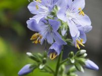 カラフトハナシノブ