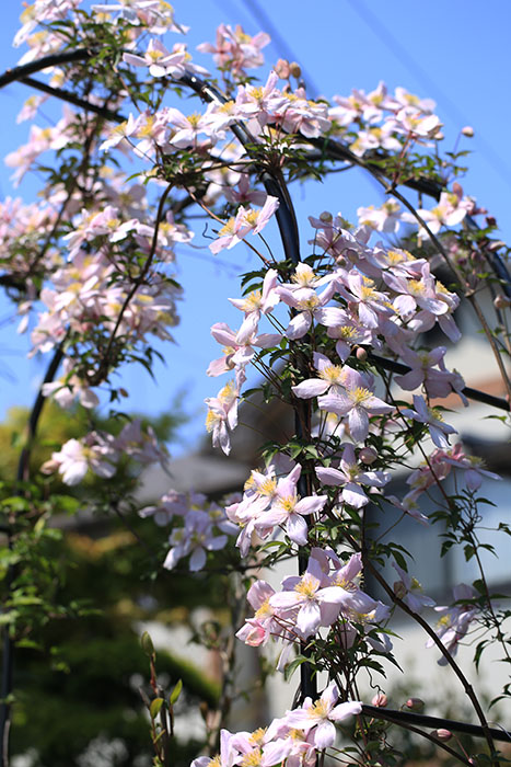 クレマチス モンタナ Clematis Montana の育て方 旧枝咲き 山野草を育てる