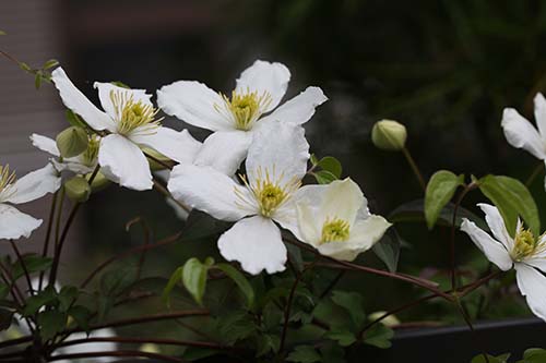 クレマチス モンタナ Clematis Montana の育て方 旧枝咲き 山野草を育てる