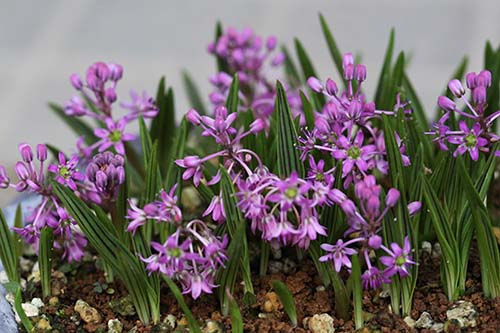 シマツルボ 縞蔓穂 の育て方 山野草を育てる