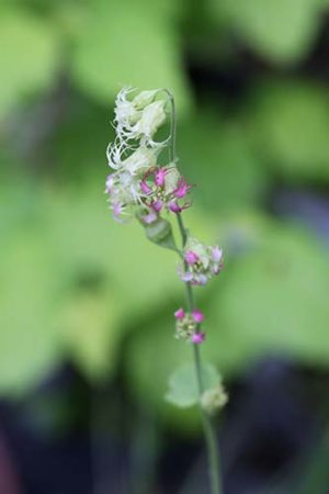 テリマ グランディフロラ Tellima Grandiflora の育て方 山野草を育てる