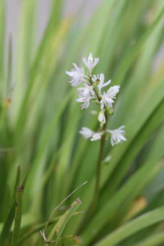 ヤシュウハナゼキショウ 野州花石菖 の育て方 山野草を育てる