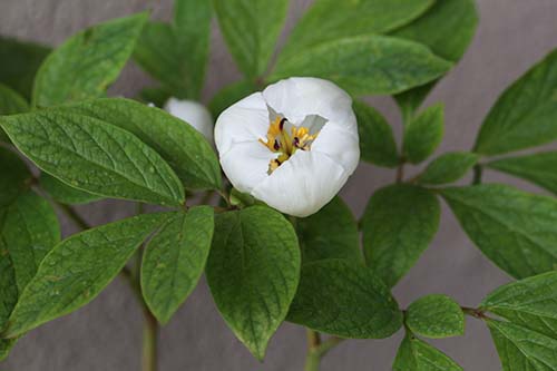 ヤマシャクヤク 山芍薬 の育て方 山野草を育てる