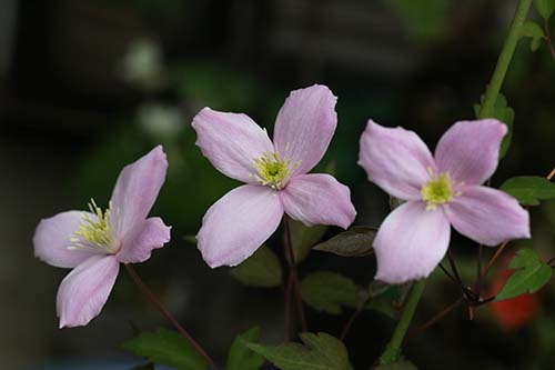 クレマチス モンタナ Clematis Montana の育て方 旧枝咲き 山野草を育てる