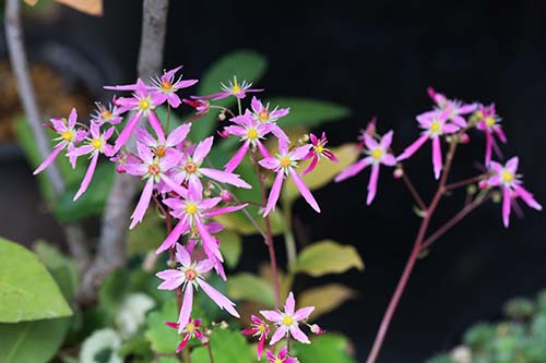 ダイモンジソウ 大文字草 の育て方 月山 八方尾根のミヤマダイモンジソウ 山野草を育てる