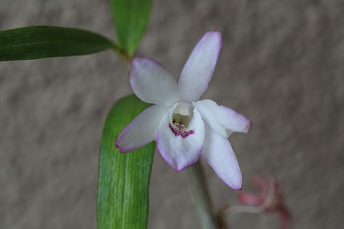 セッコク 石斛 の育て方 デンドロビュームの育て方 山野草を育てる