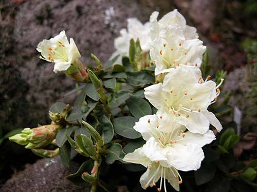 ヤクシマハイヒカゲツツジ 屋久島這い日陰躑躅 の育て方 山野草を育てる