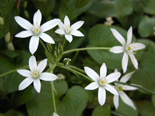 オーニソガラム ウンベラツム オオアマナ オーニソガラム ピレナイカム フラベッセンスの育て方 山野草を育てる